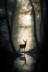 Foto auf Alu-Dibond silhouette of male deer in the dreamy deep forest in the misty morning, giant trees, river, reflection, ray of light, dramatic light and shadows, hyper realistic photo. © Maizal