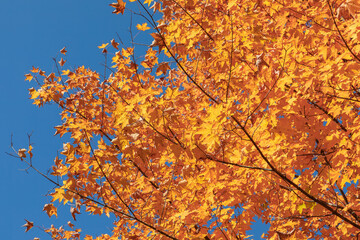 Beautiful fall colors emerge in the autumn sunlight against blue sky background