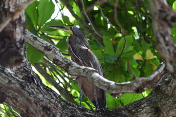 garza tigre