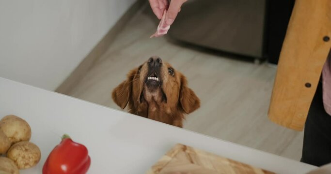 Feeding a Golden Retriever dog. The dog begs for raw meat. The owner prepares food in the kitchen with his dog. The relationship between owner and dog in the kitchen, friends forever.