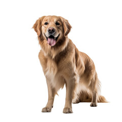 playful happy golden retriever dog isolated on transparent background