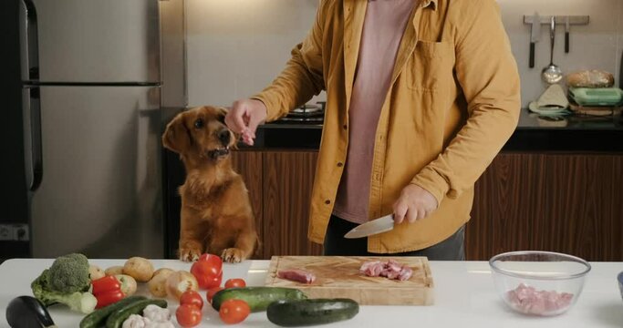 A dog helps its owner prepare food in the kitchen. A golden retriever stands on the table with its front paws and watches the cooking. The owner gives the dog a piece of meat, the dog eats the meat.