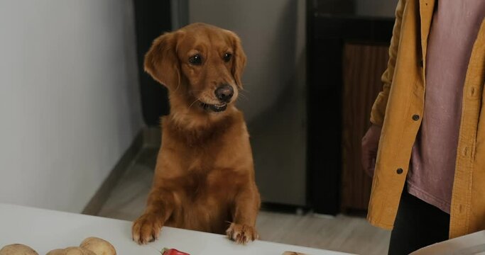 A dog of the Golden Retriever breed stands with its front paws on the table. The dog's owner gives her a piece of meat. Dog food concept, raw food for dogs. The dog eats meat and licks its lips.