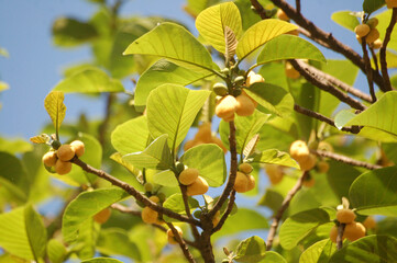 Fototapeta premium branch of a tree with leaves and fruit