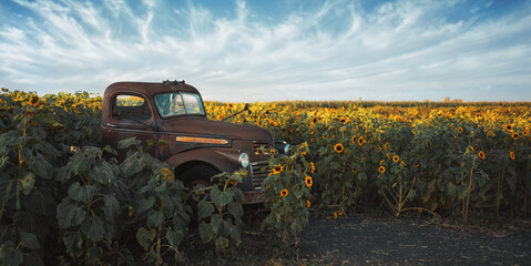 Rusty truck in the sunflower field