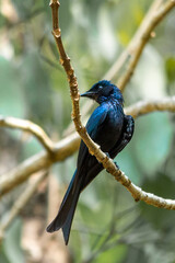 BRONZED DRONGO
