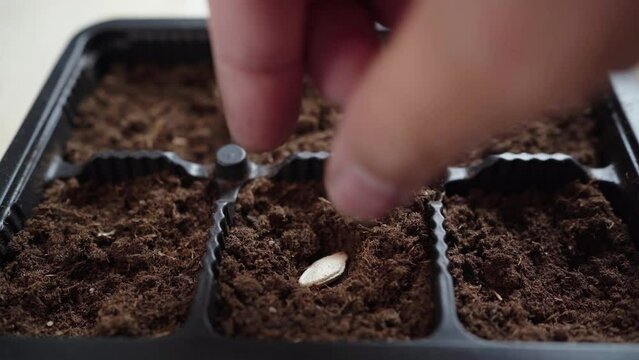 Planting seeds in spring. Seeds are buried in the soil in the hand.