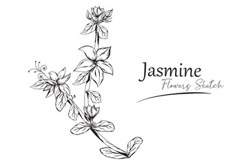 jasmine flower sketch vector illustration.