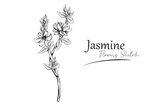 Jasmine flower svg / Gardening flower svg / wild flower svg