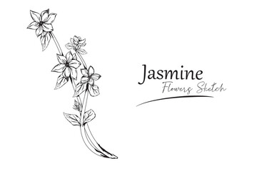 jasmine flower sketch vector illustration.