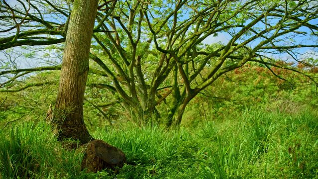 Monkeypod tree. The Hitachi Tree branches. 