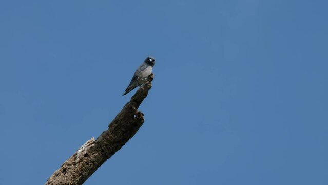 Perhed on the top of a ded brnch looking around and flies away to cath its prey, Ashy Woodswallow Artamus Fuscus, Thailand