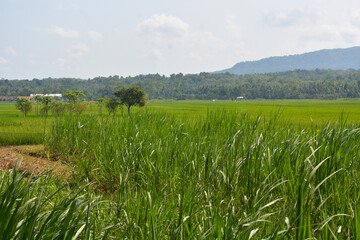 Wide panoramic view of a forest with grass in the foreground and lateral sunlight in warm weather.
