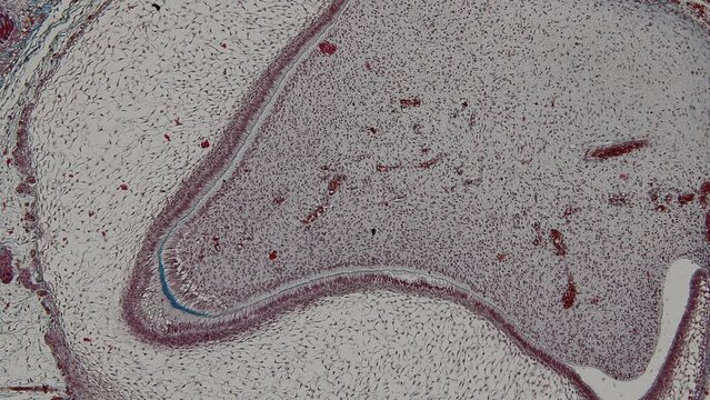 Backgrounds of Characteristics Tissue of Human under microscope in biology lab.