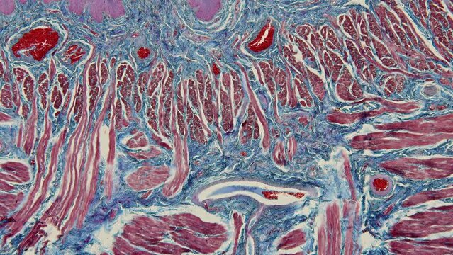 Backgrounds of Characteristics Tissue Tongue, Small intestine of Cat and Tissue of Esophagus rabbit under microscope.