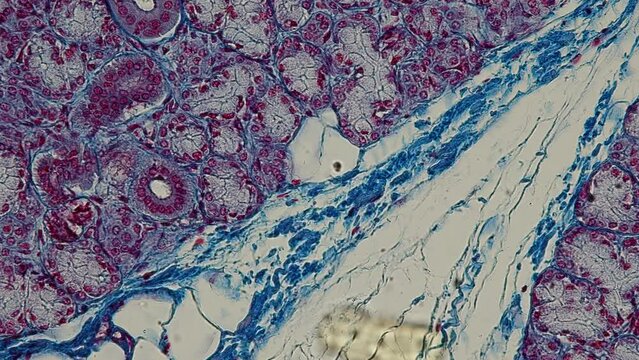 Backgrounds of Characteristics Tissue of Human under microscope in biology lab.