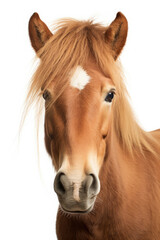 Obraz premium Beautiful brown Horse Face looking at the camera on a white background created with Generative AI Technology