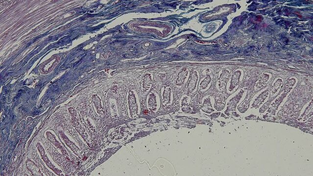 Backgrounds of Characteristics Tissue of Human under microscope in biology lab.
