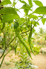 Green chilli on the tree in the garden, stock image.