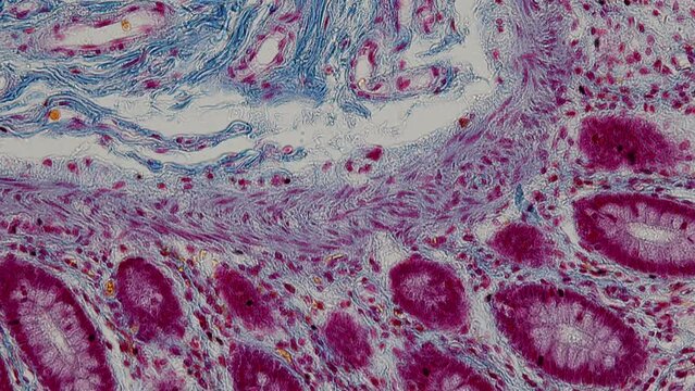 Backgrounds of Characteristics Tissue of Human under microscope in biology lab.