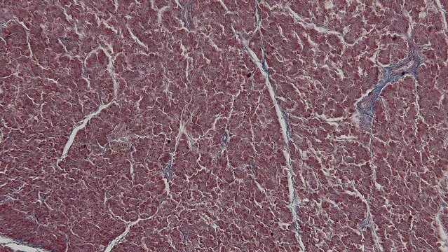 Backgrounds of Characteristics Tissue of Human under microscope in biology lab.