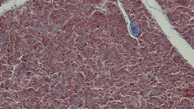 Backgrounds of Characteristics Tissue of Human under microscope in biology lab.
