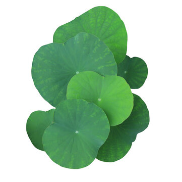 Close up green leaf of lotus or water lily tree isolated on transparent background. Top view of green leaves.