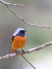 Close-up of Daurian Redstart's Front and Side Face