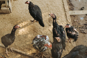 A group of chickens (Gallus gallus domesticus) kept in an outdoor coop