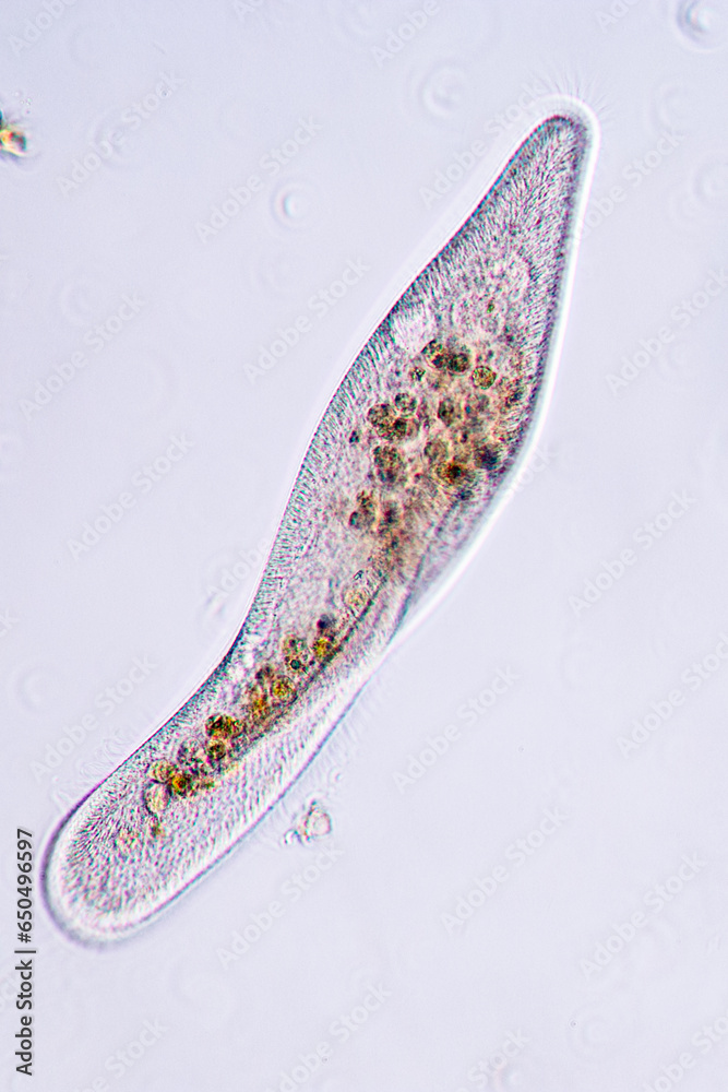 Wall mural Paramecium caudatum is a genus of unicellular ciliated protozoan and Bacterium under the microscope.