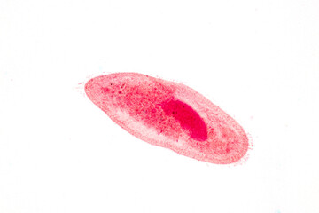 Paramecium caudatum is a genus of unicellular ciliated protozoan and Bacterium under the microscope.