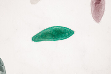 Paramecium caudatum is a genus of unicellular ciliated protozoan and Bacterium under the microscope.