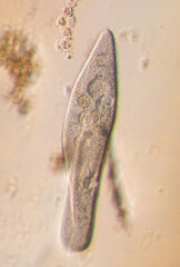 Paramecium caudatum is a genus of unicellular ciliated protozoan and Bacterium under the microscope.