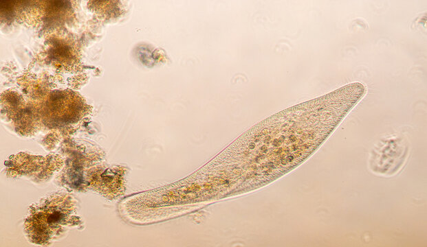 Paramecium caudatum is a genus of unicellular ciliated protozoan and Bacterium under the microscope.