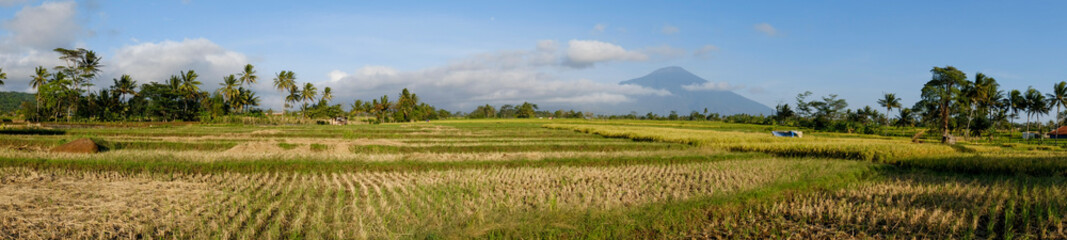 Fototapeta na wymiar a daytime scene in the middle of a rice field with a very clear sky and very green plants 