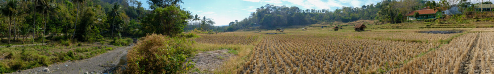 a daytime scene in the middle of a rice field with a very clear sky and very green plants 