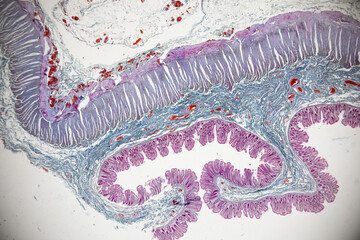 Backgrounds of Characteristics Tissue of Human under microscope in biology lab.