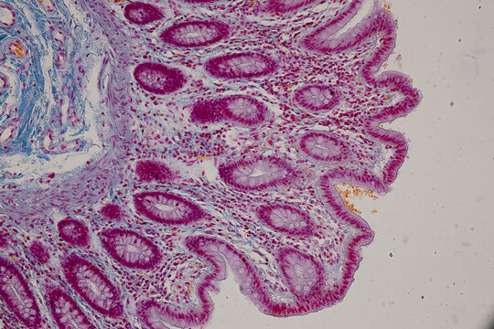 Backgrounds of Characteristics Tissue of Human under microscope in biology lab.