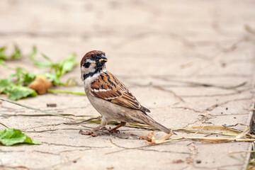 A sparrow sits on the ground and collects crumbs of food