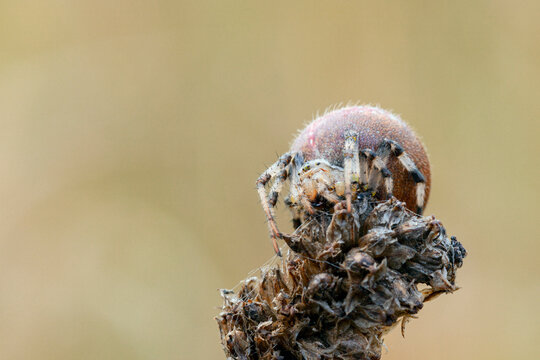 Araneus spider weaves a web. Close-up macro photography.
