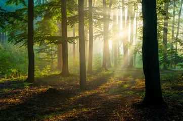 Washable wall murals Morning with fog Sunny morning in the forest