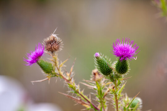 Carduus acanthoides (spiny plumeless thistle, welted thistle,  plumeless thistle)