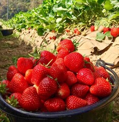 strawberry red fruit strawberry tree Planting strawberries in pots 9
