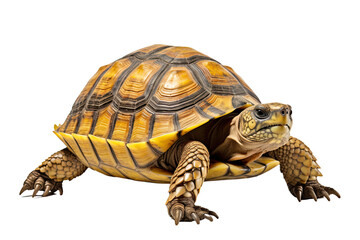 Obraz premium turtle cut out transparent isolated on white background ,PNG file ,artwork graphic design illustration.
