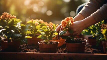 Woman's hands planting flowers in a pot in the sunlight, illustrating horticulture and gardening concepts