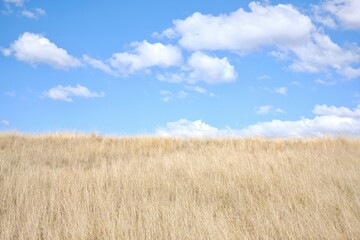Minimalistic landscape of blue skies with fluffy white clouds and a yellow grass field —...