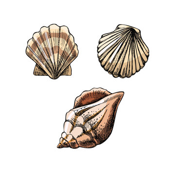 Seashells,  scallop seashell color vector set. Hand drawn sketch illustration. Collection of realistic sketches of various  ocean creatures  isolated on white background.
