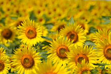 今が満開の郡山布引高原のヒマワリ