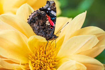 Indian red admiral butterfly, Vanessa vulcania, collects nectar on a yellow flower closeup.
