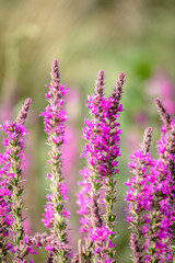 Summer Flowering Purple Loosestrife, Lythrum tomentosum on a green blured background.